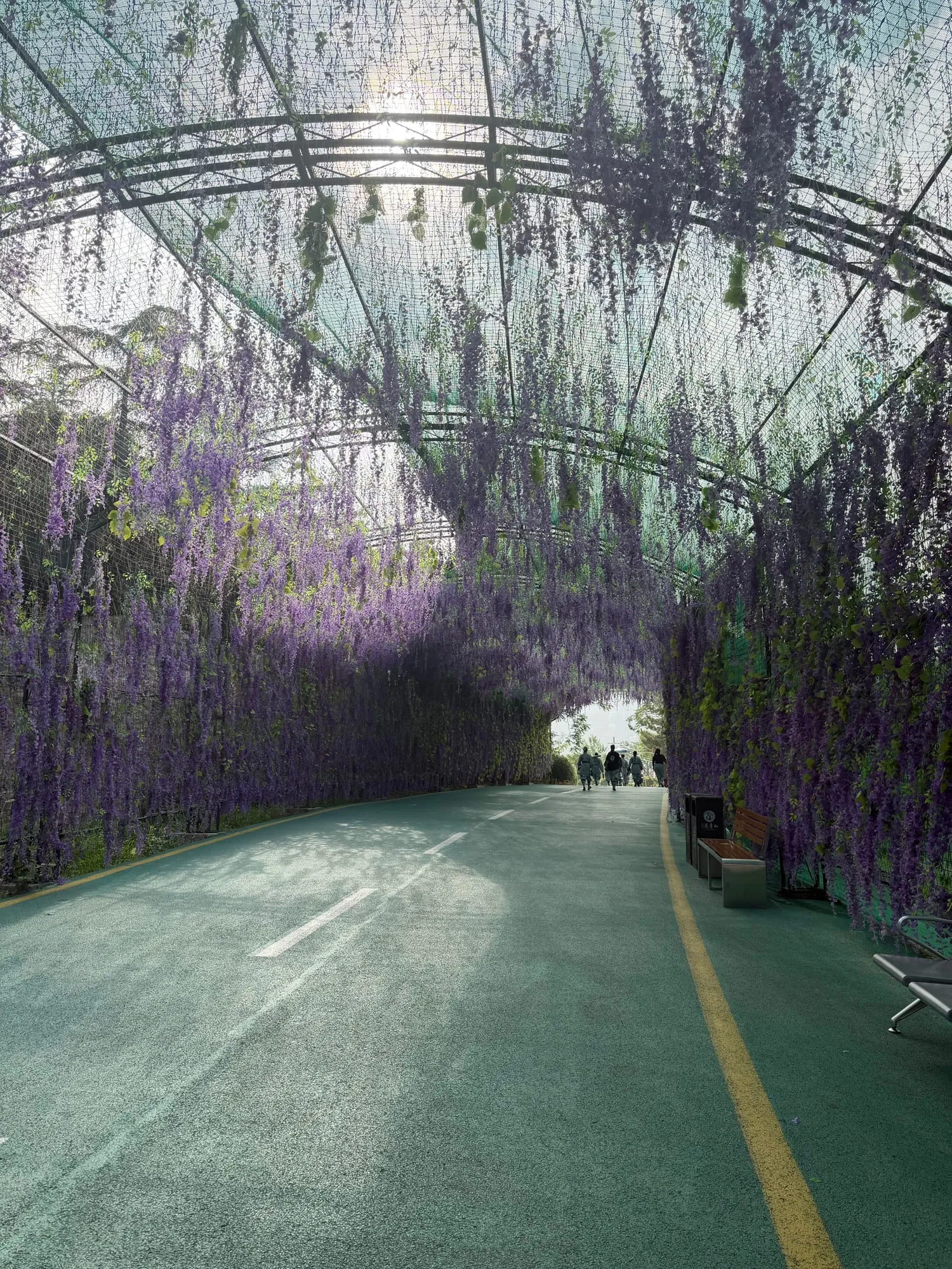 Une allée couverte de glycines mauves, avec de la lumière au bout du chemin.